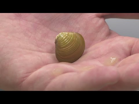 Study Looks At Numbers Of Invasive Asian Clams Found In The Columbia River