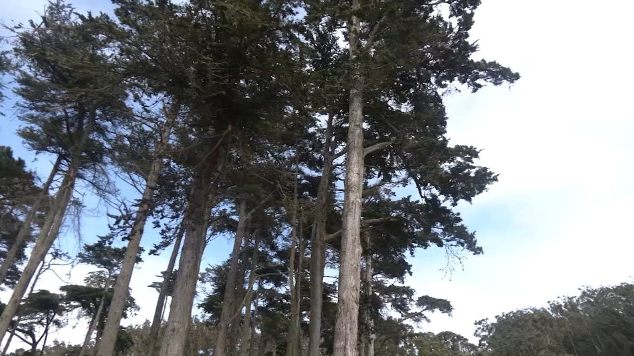 Trust Team Working Together To Restore Presidio Forest In San Francisco