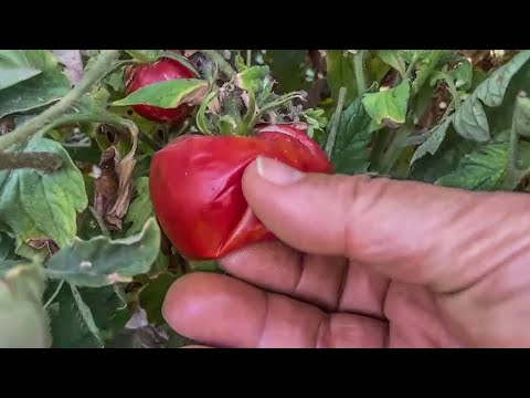 Unpredictable Summer Weather Highlights Risk For California Tomato Growers