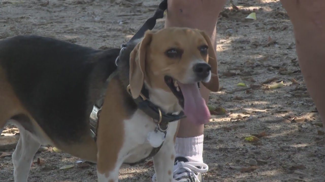 Vets Preach Caution For Dogs, Cattle Ahead Of Record Heat