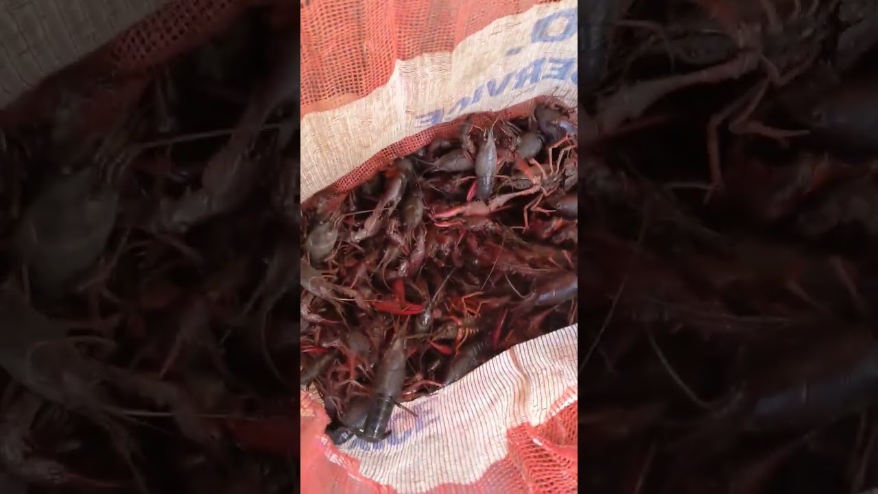 You can find Big Crawfishes at Lake Merritt in Oakland California ! #crawfish #seafood #shorts 2 You Can Find Big Crawfishes At Lake Merritt In Oakland California ! #crawfish #seafood #shorts
