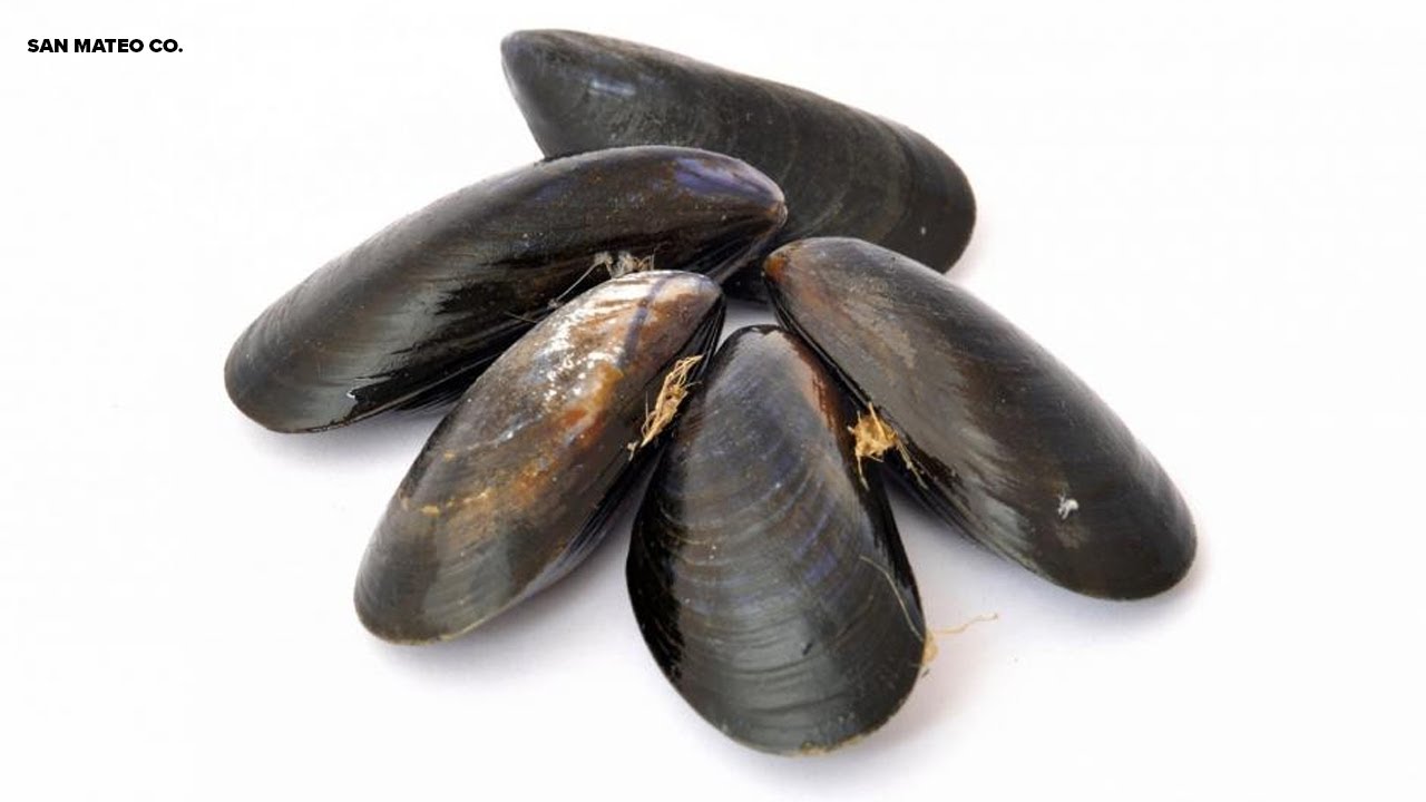 Consuming Shellfish Harvested From San Mateo Co. Not Advised Due To Toxin Risk, Cdph Says