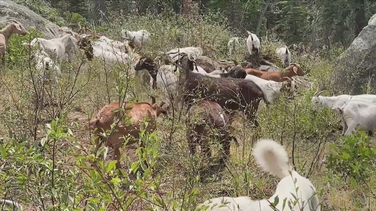 Fresno Co. Company Uses Goats To Prevent Wildfires