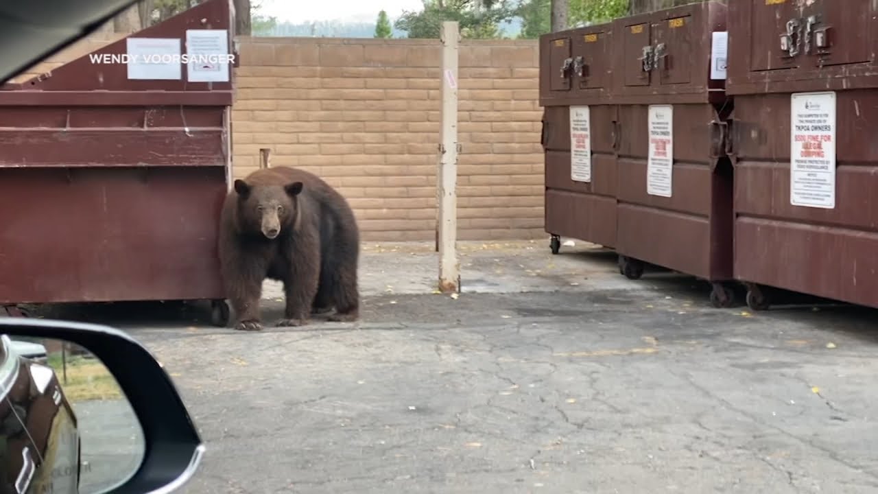 ‘hank The Tank’ Bear Who Broke Into 21 Homes Around Tahoe Taken To Colorado Sanctuary