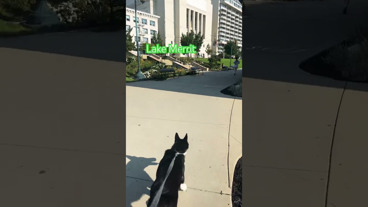 Lake, Merritt, Oakland, California Daytime Walk Around Video #lakemerritt #oaklandcalifornia #mrfab