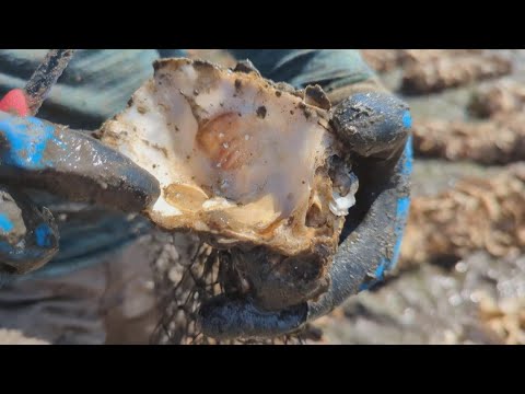 Project Aims To Restore Olympia Oysters To Samish Bay