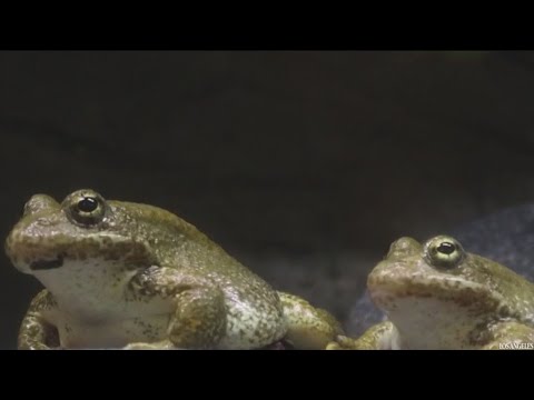 170 Endangered Frogs Released Into The Wild