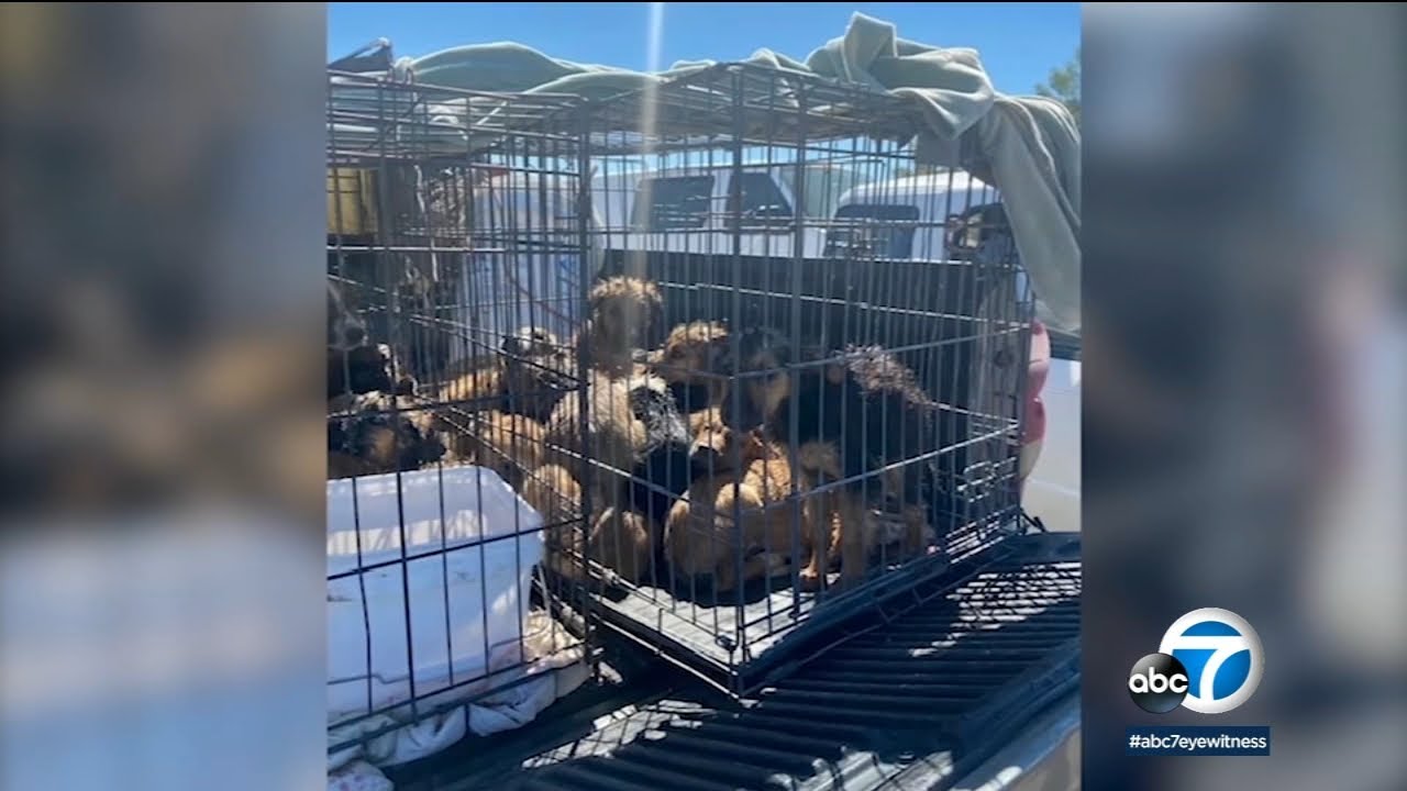 21 Dogs Die, Dozens Of Others Rescued From Lake Los Angeles Home