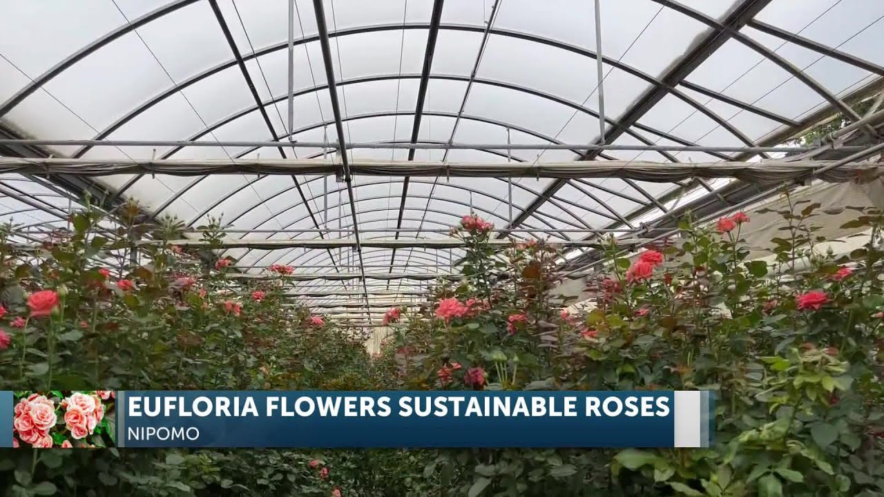 Award Winning Eufloria Flowers In Nipomo Showcase Their Efforts Of Sustainably Grown Roses