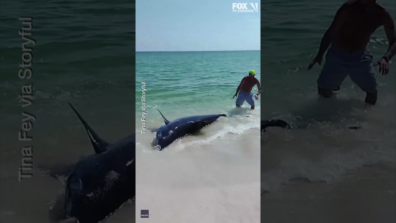 Beachgoers Help Stranded Shark Back Into Water At Florida Beach