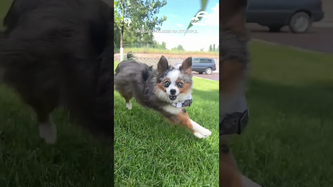 Clever Filming Technique Captures ‘grass Obsessed’ Dog’s Silly Expression