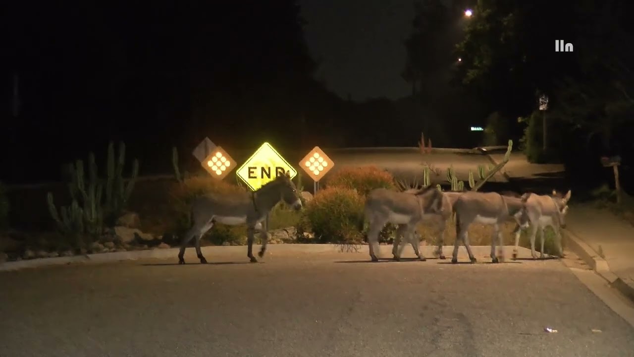 Donkeys Roam California University Campus – Riverside, California 09.24.23