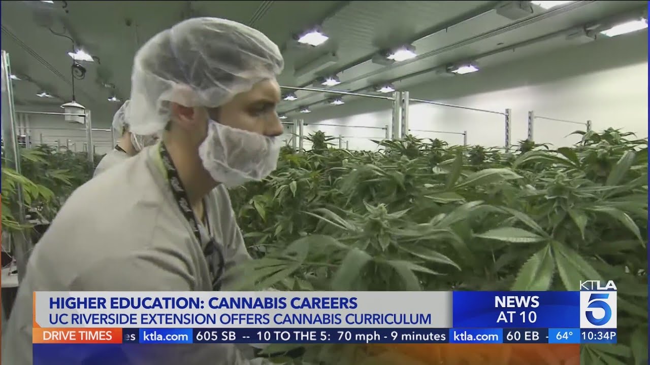 Higher Ed: Uc Riverside Helping Students Kickstart Careers In Cannabis