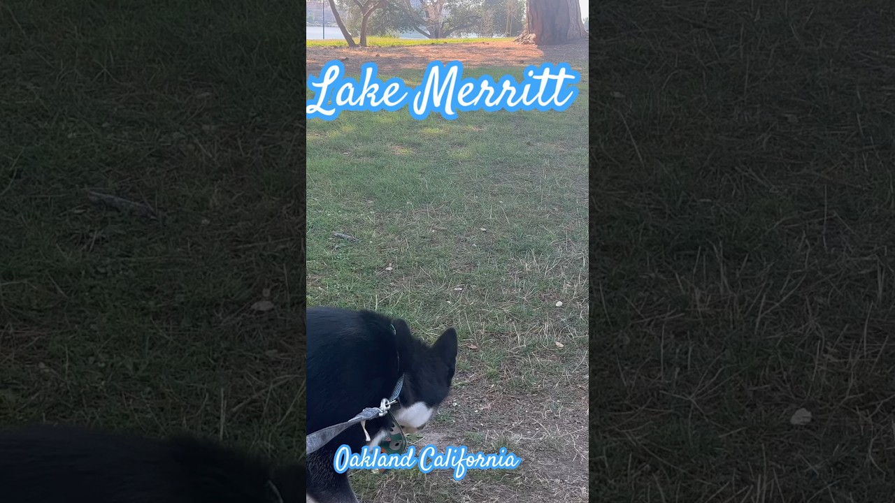 I’m Da Cut , At Lake Merritt Oakland California #lakemerritt #husky #daywalker
