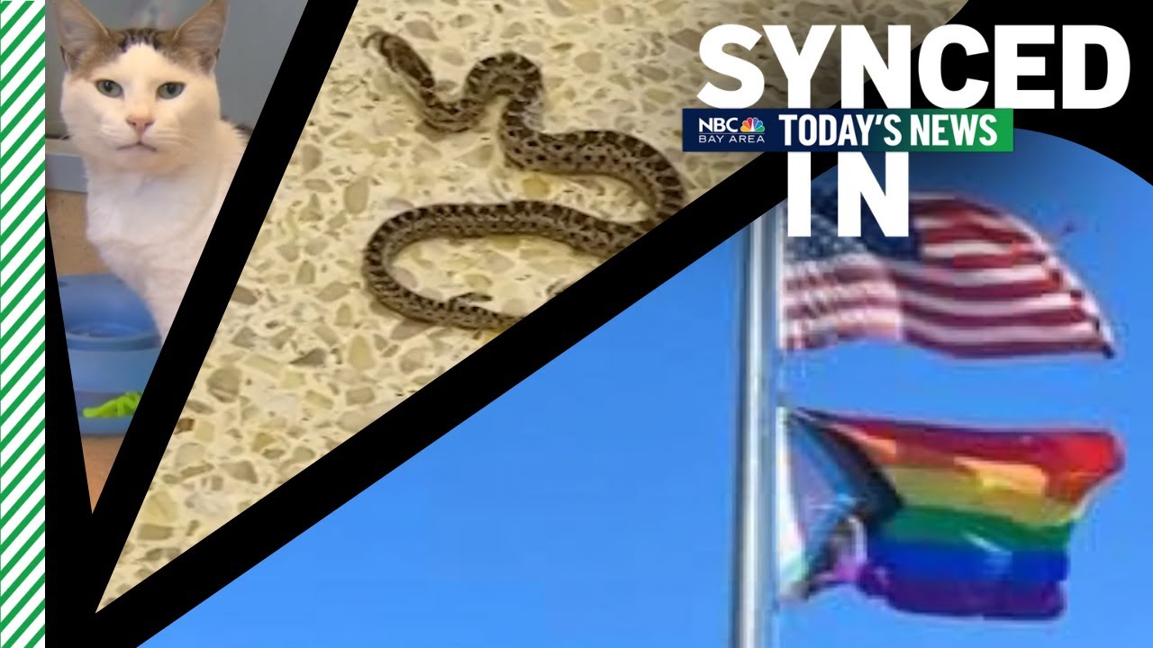 In The News: Fight Over Flags, Snake At Sjc, Clear The Shelters Milestone