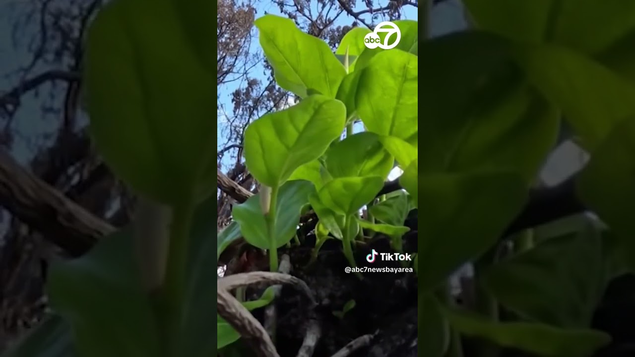 Lahaina’s Banyan Tree Shows Signs Of Growth After Devastating Wildfires