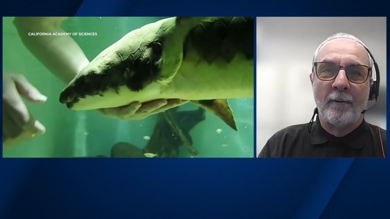 Meet Methuselah, The World’s Oldest Living Aquarium Fish At Academy Of Sciences