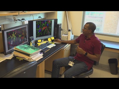 OHSU researchers discover new possible cause of Alzheimer’s and vascular dementia 2 Ohsu Researchers Discover New Possible Cause Of Alzheimer’s And Vascular Dementia