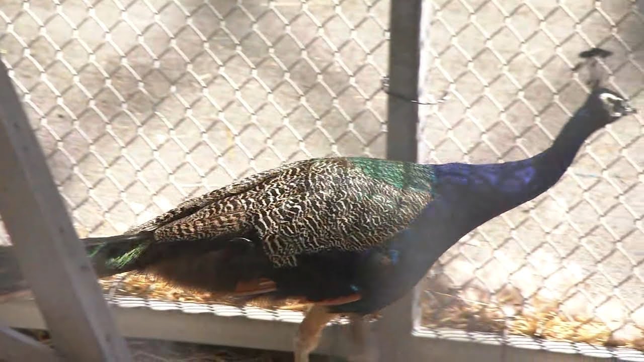 Peacock Rescued From Bay Area Parking Lot Looking For Forever Home