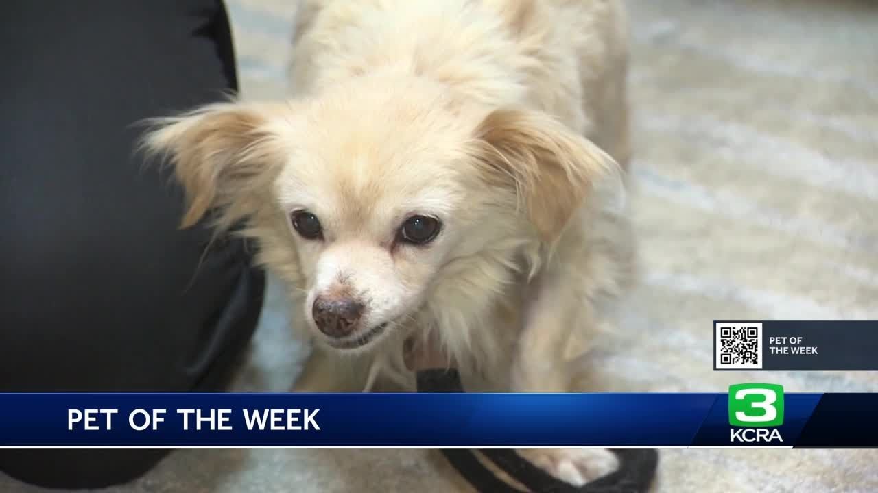 Pet Of The Week For Sept. 13: Meet Yeti