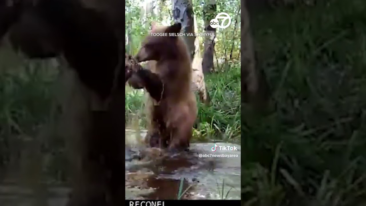 Playful Bear Cubs Wrestle In South Lake Tahoe Pond