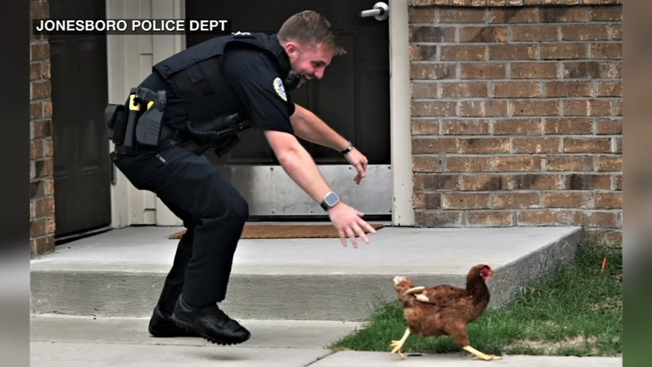 Police chase unusual suspect in Arkansas: a chicken 1 Police Chase Unusual Suspect In Arkansas: A Chicken
