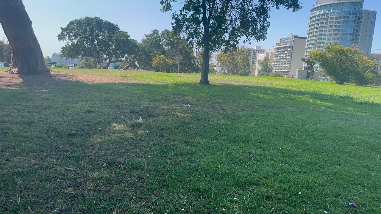 Puppy Husky walking around Lake Merritt Oakland California #lakemerritt #husky #puppylove 1 Puppy Husky Walking Around Lake Merritt Oakland California #lakemerritt #husky #puppylove