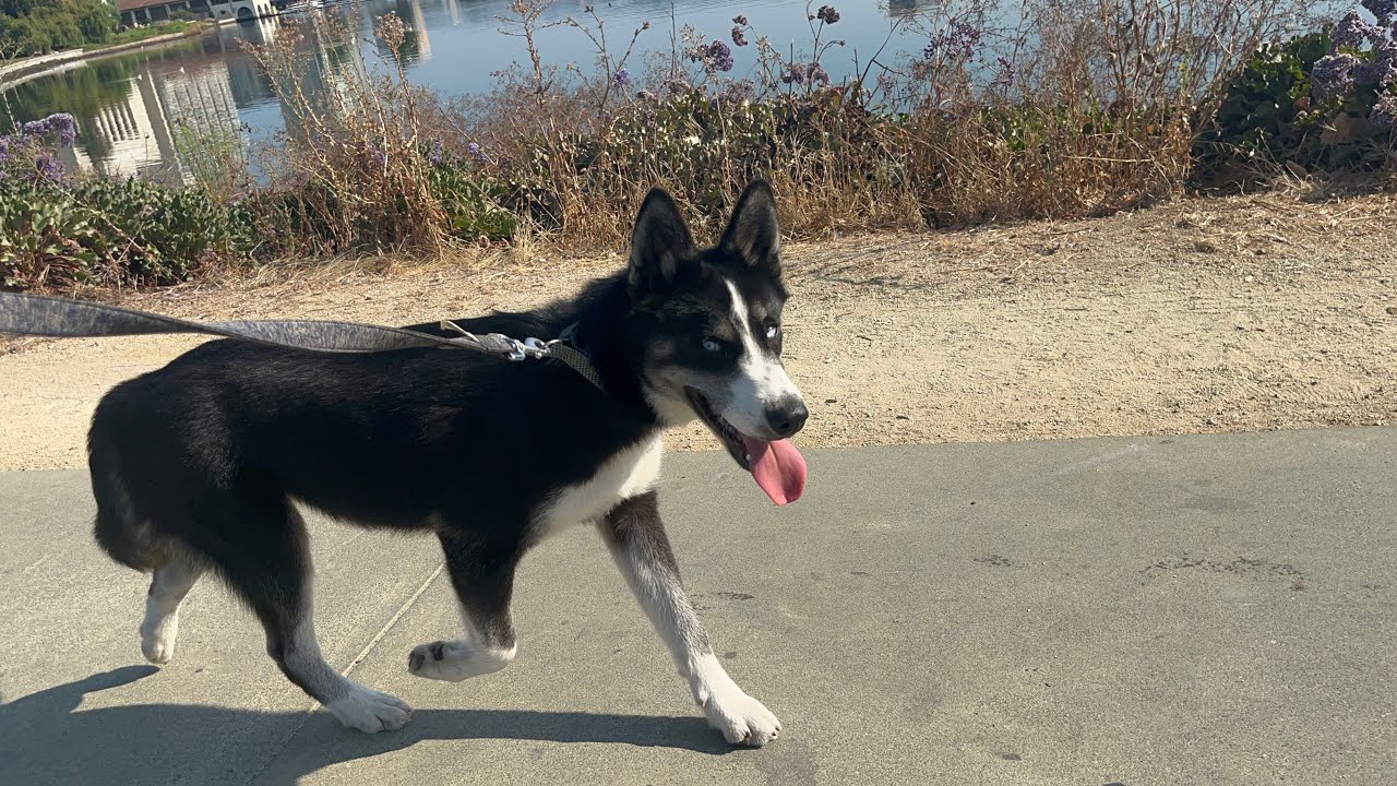 Puppy Husky Wants To Play All Day At Lake Merritt In Oakland California #husky #puppy #playtime #fun