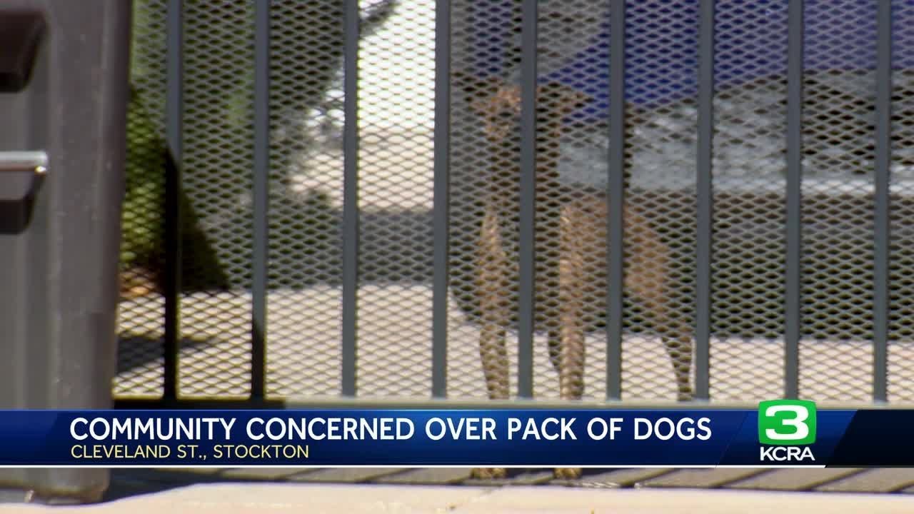 Stockton woman warns neighbors of aggressive pack of dogs after her cat is attacked, killed 2 Stockton Woman Warns Neighbors Of Aggressive Pack Of Dogs After Her Cat Is Attacked, Killed