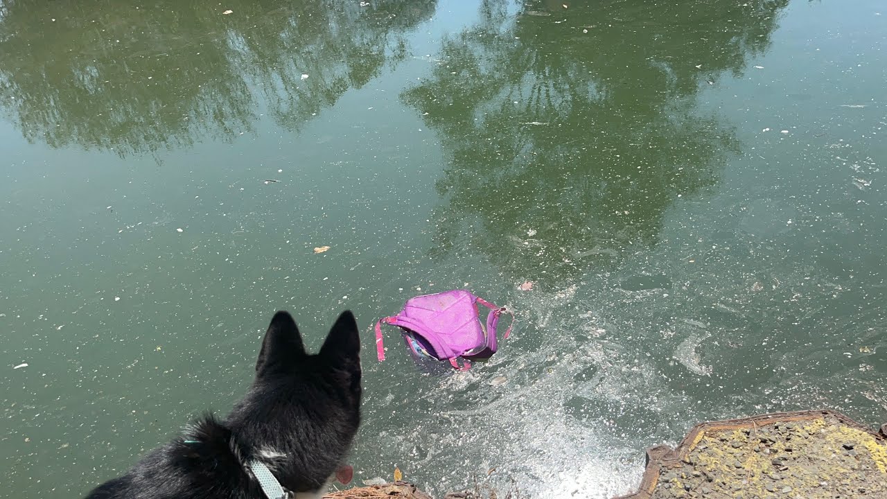 Thing’s You See In Side Lake Merritt Oakland California #lakemerritt #oaklandcalifornia #pollution