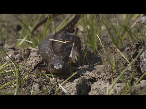 Unusual Number Of Newts Dying On Olympic Peninsula, Researchers Say