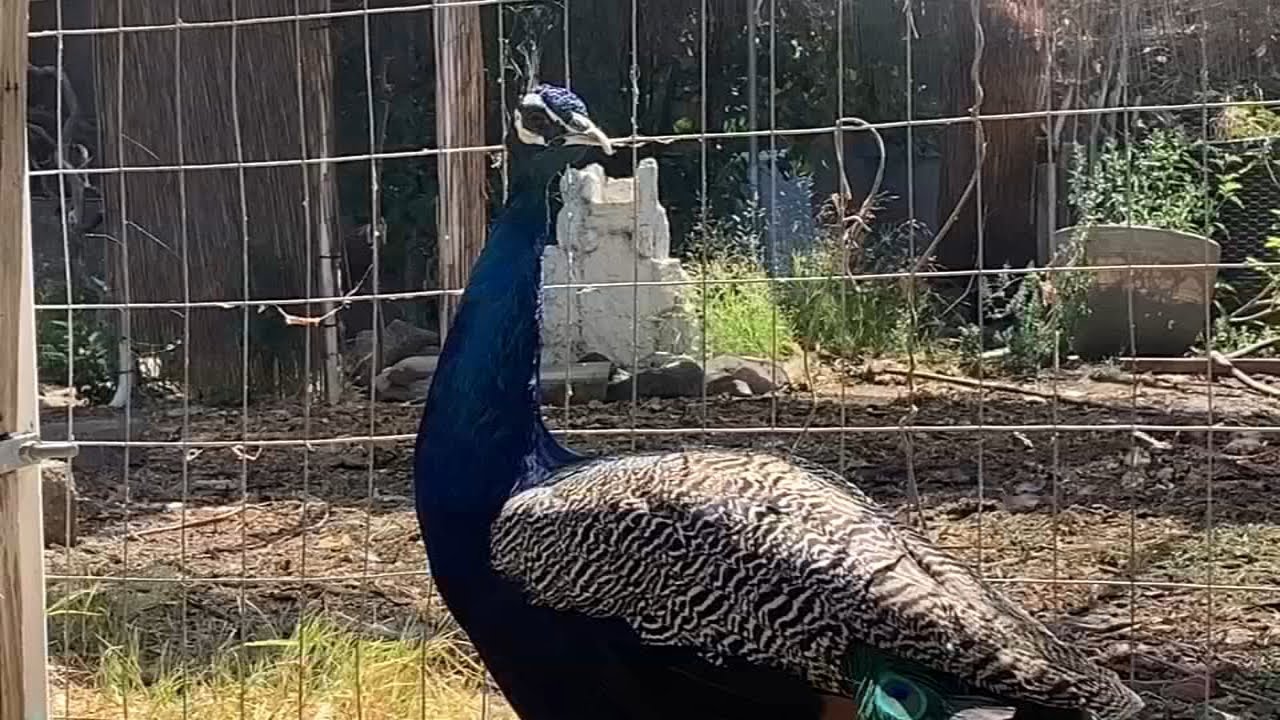 Wingo Starr The Rescued Wandering Peacock Finds Forever Home With East Bay Couple