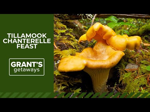 A chanterelle feast harvested in Tillamook State Forest 2 A Chanterelle Feast Harvested In Tillamook State Forest