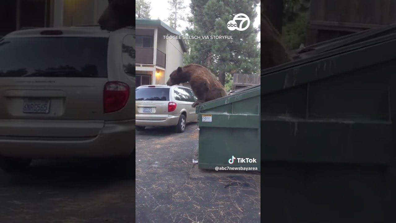 Bear Asked To Leave Dumpster After Getting Locked Inside