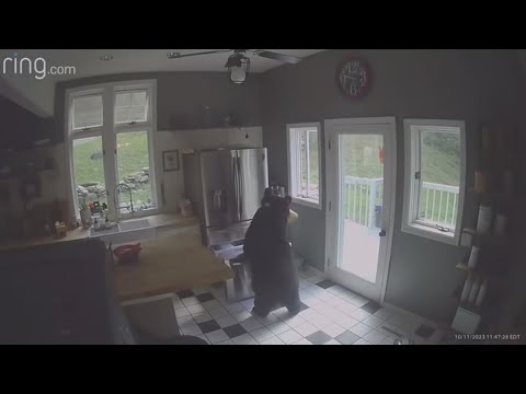 Black bear breaks into home, steals lasagna 2 Black Bear Breaks Into Home, Steals Lasagna