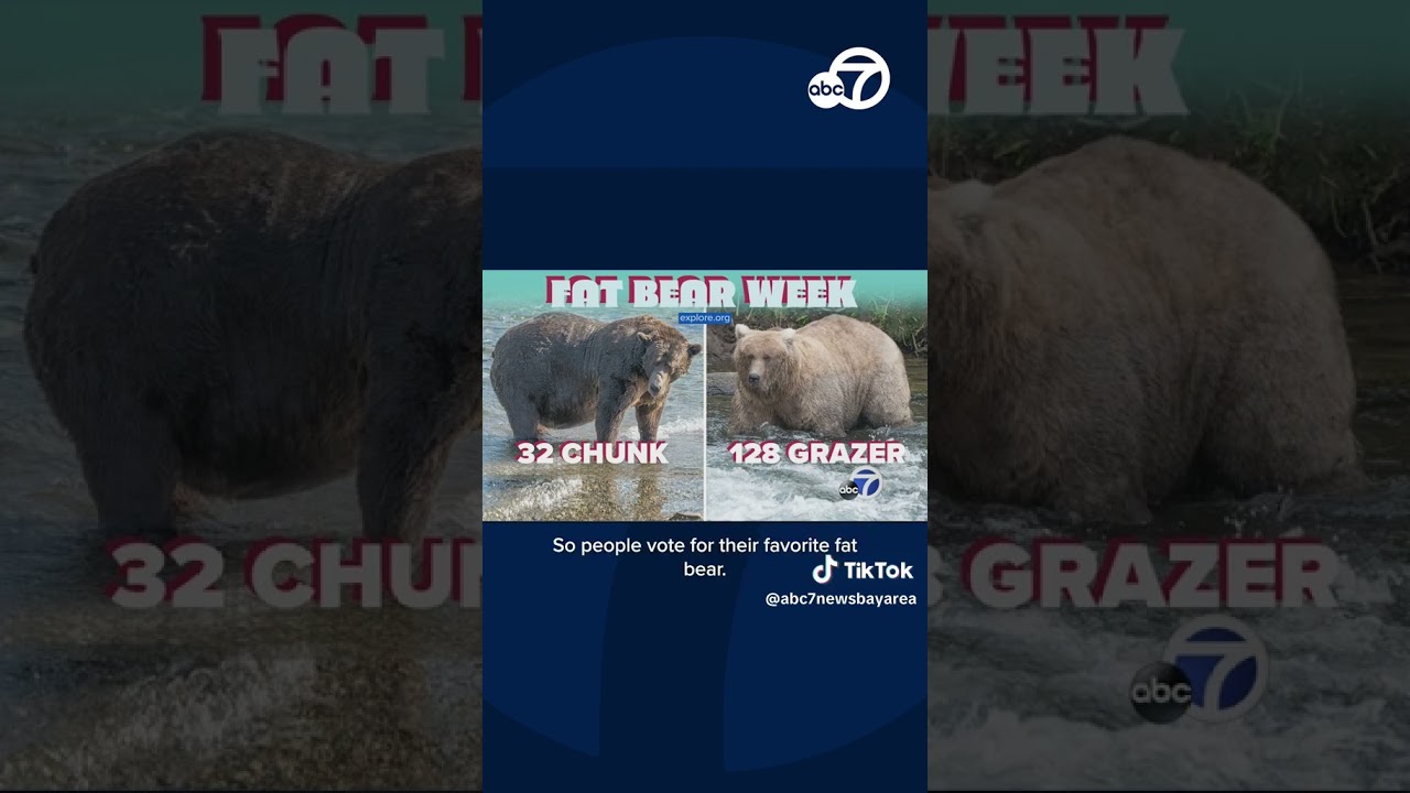 Chunk And Grazer Are 2 Chonky Finalists For Annual Fat Bear Week Contest