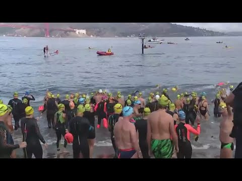 Hundreds Swim In San Francisco Bay To Raise Money For Cancer Research