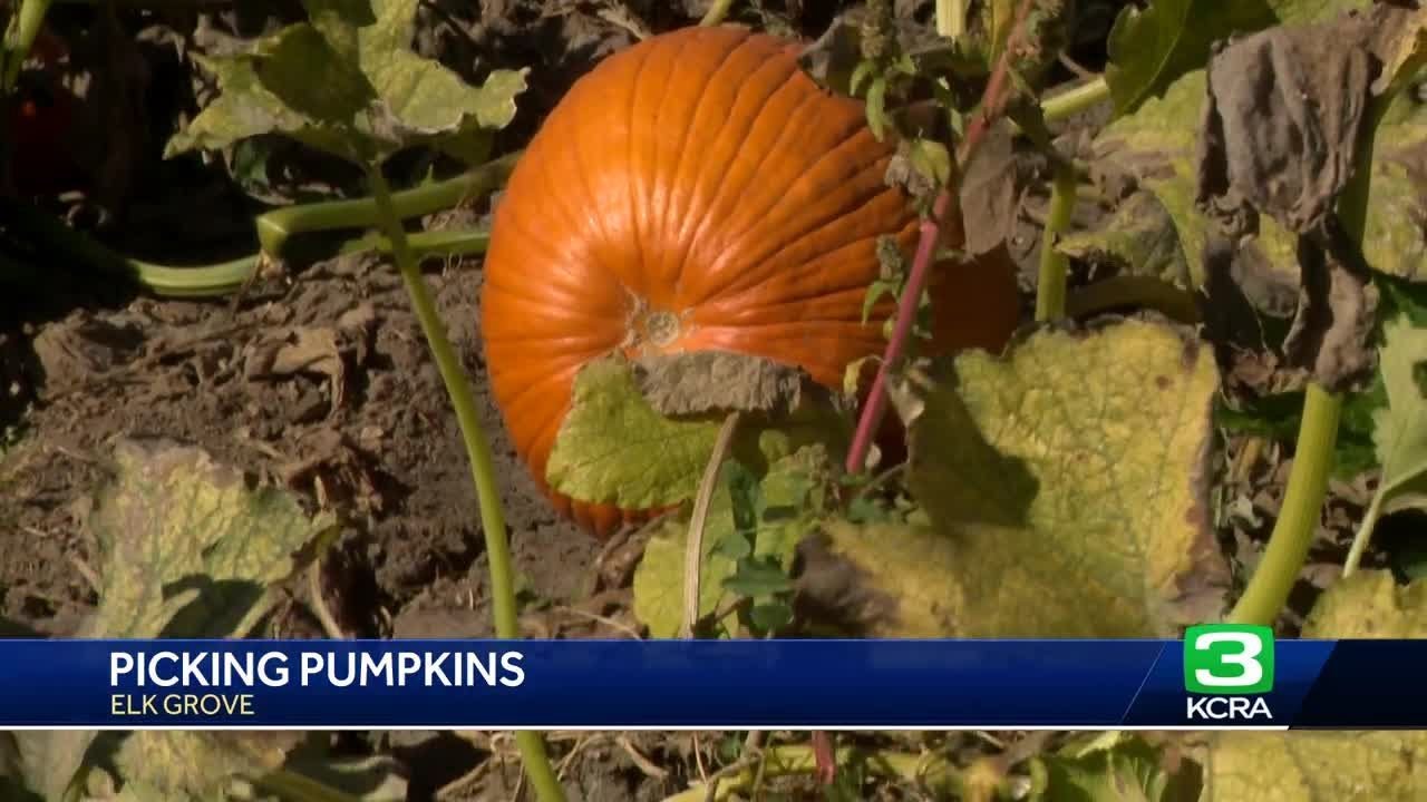 Keema’s Pumpkin Patch Owner Recommends Not Carving Your Pumpkin Too Soon