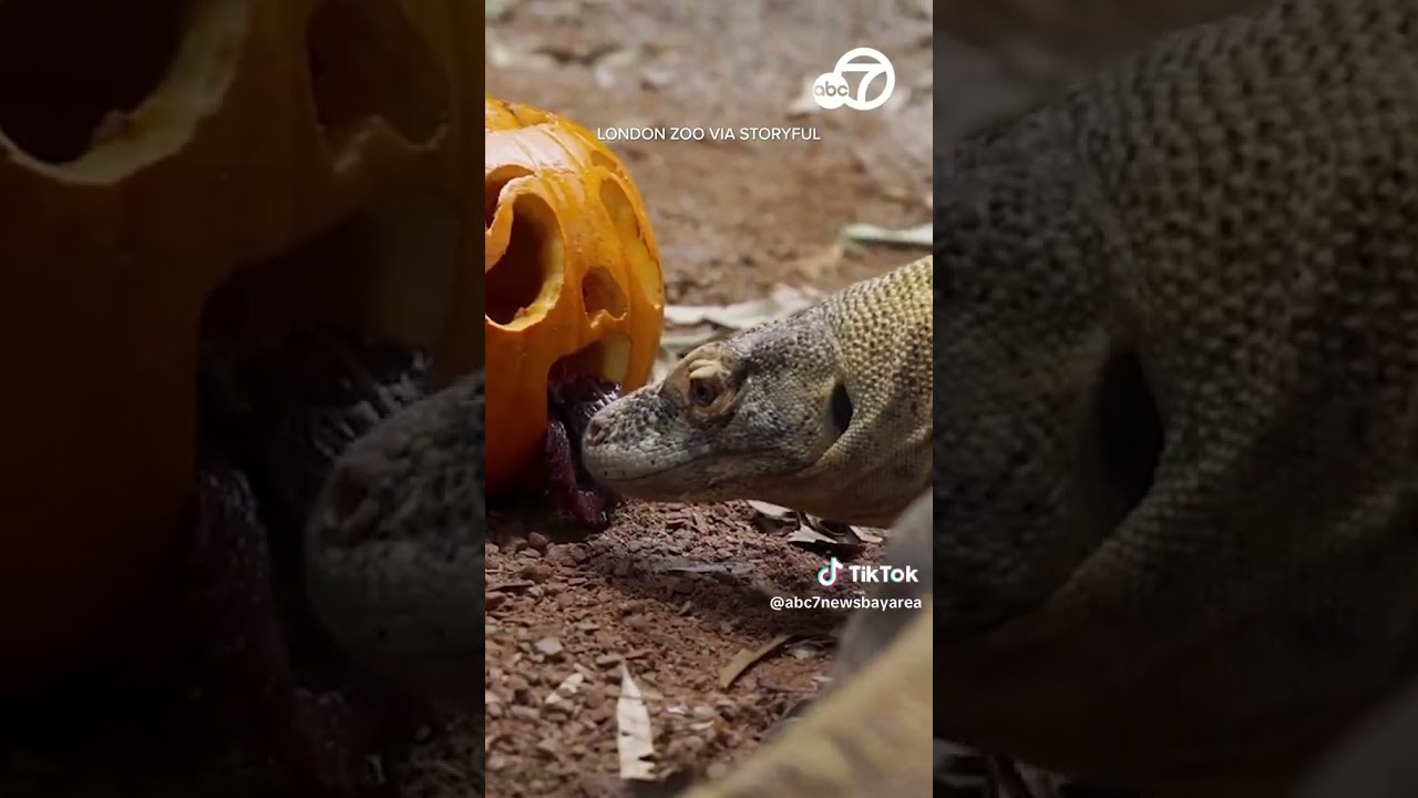 London Zoo Animals Celebrate Halloween Early With Pumpkin Treats
