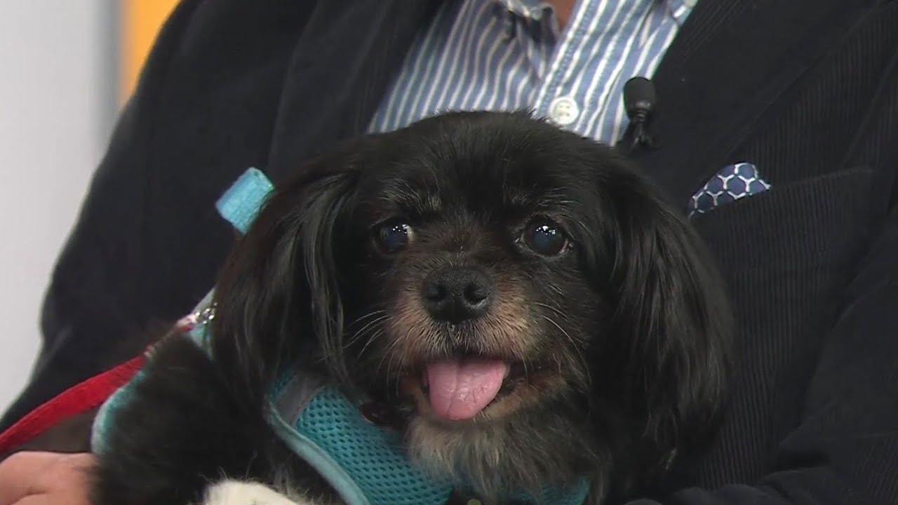 Mutville’s Senior Dog Rescue In San Francisco Encourages Others To Adopt