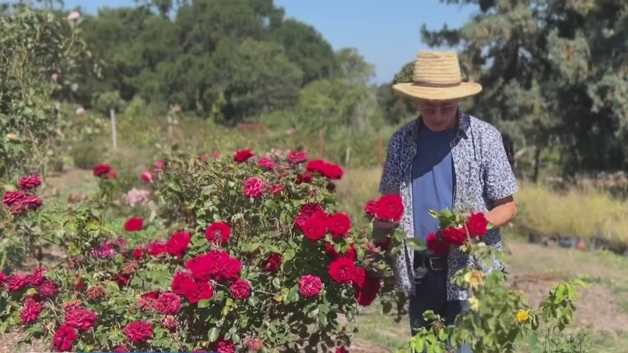 North Bay Garden Home To Thousands Of Vintage And Rare Roses