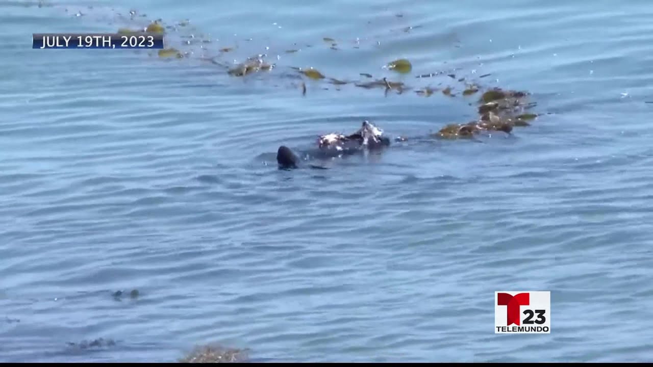 Nutria marina que robó tabla a surfista en Santa Cruz fue vista con cría. ¿Se convirtió ... 2 Nutria Marina Que Robó Tabla A Surfista En Santa Cruz Fue Vista Con Cría. ¿se Convirtió …