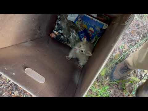 Oakland man finds rare white raccoon in Lake Merritt trash bin. 1 Oakland Man Finds Rare White Raccoon In Lake Merritt Trash Bin.