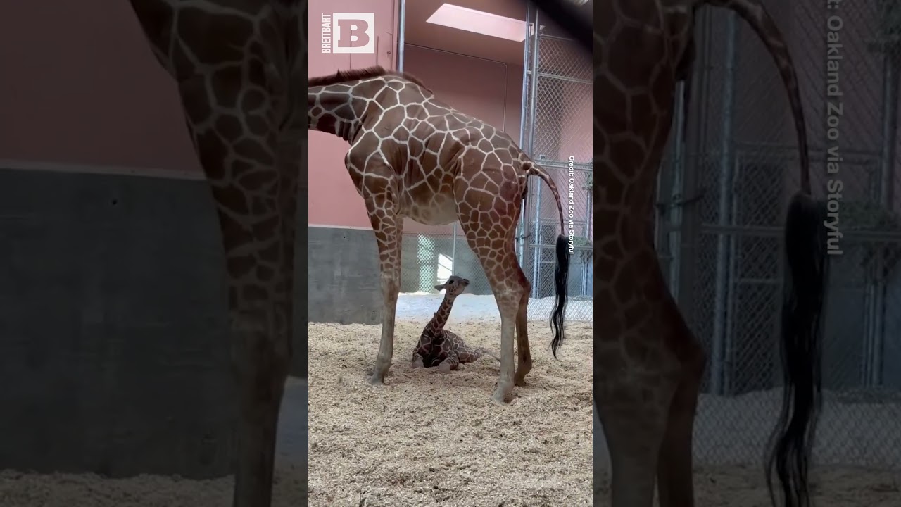 Oakland Zoo Celebrates First Giraffe Birth In Over A Decade