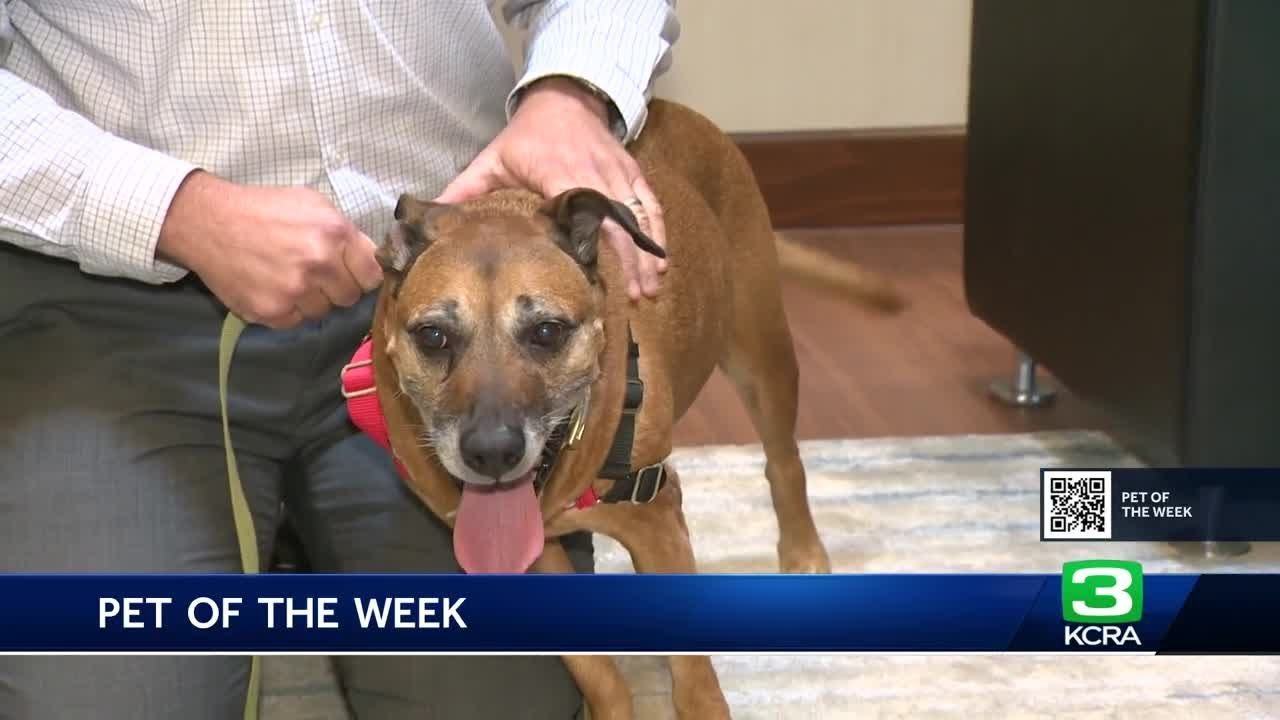 Pet Of The Week: Meet Tamera