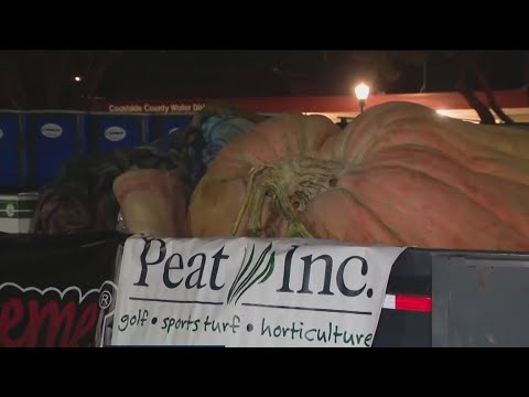 Pumpkins The Size Of Cars: The Annual Great Pumpkin Weigh Off Kicks Off In Half Moon Bay