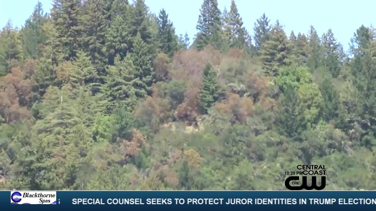 Santa Cruz Will Use $1 Million In Federal Funding To Plant Trees All Over City