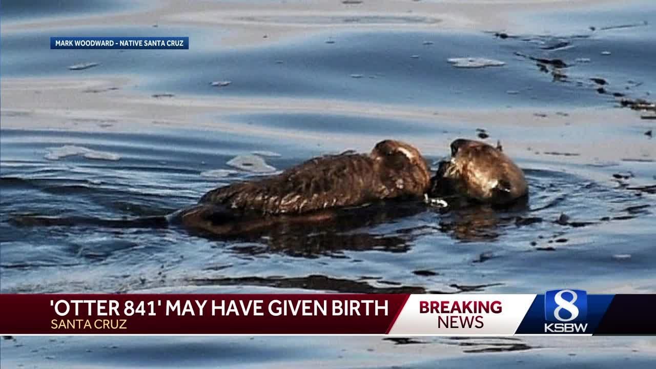 Santa Cruz’s Infamous Otter 841 Gives Birth