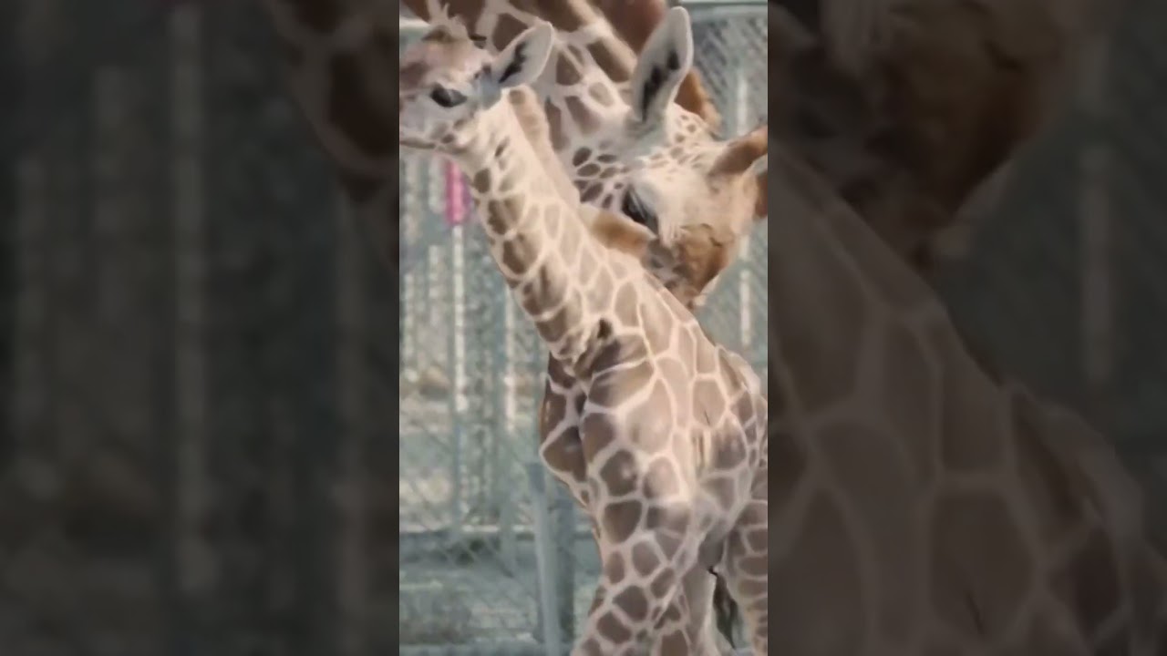 See #adorable #newborn #baby #giraffe Welcomed By #california #zoo. #oaklandzoo #news #animals #born