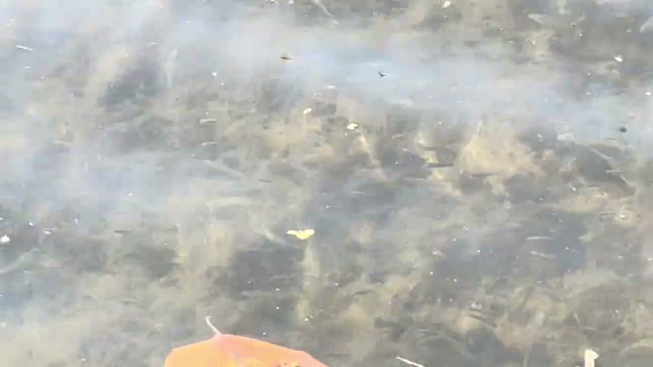 Small Fish Swimming In The Shallows Of Lake Merritt, Oakland